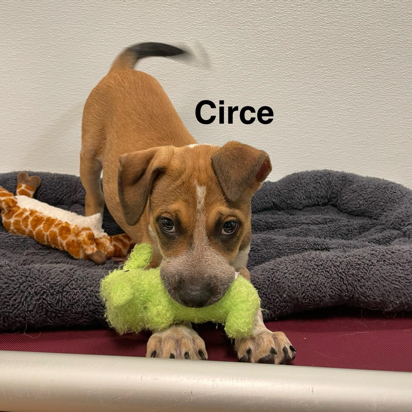 Odyssey Litter, a Adoptable mixed breed in Friday Harbor, WA image 1/5