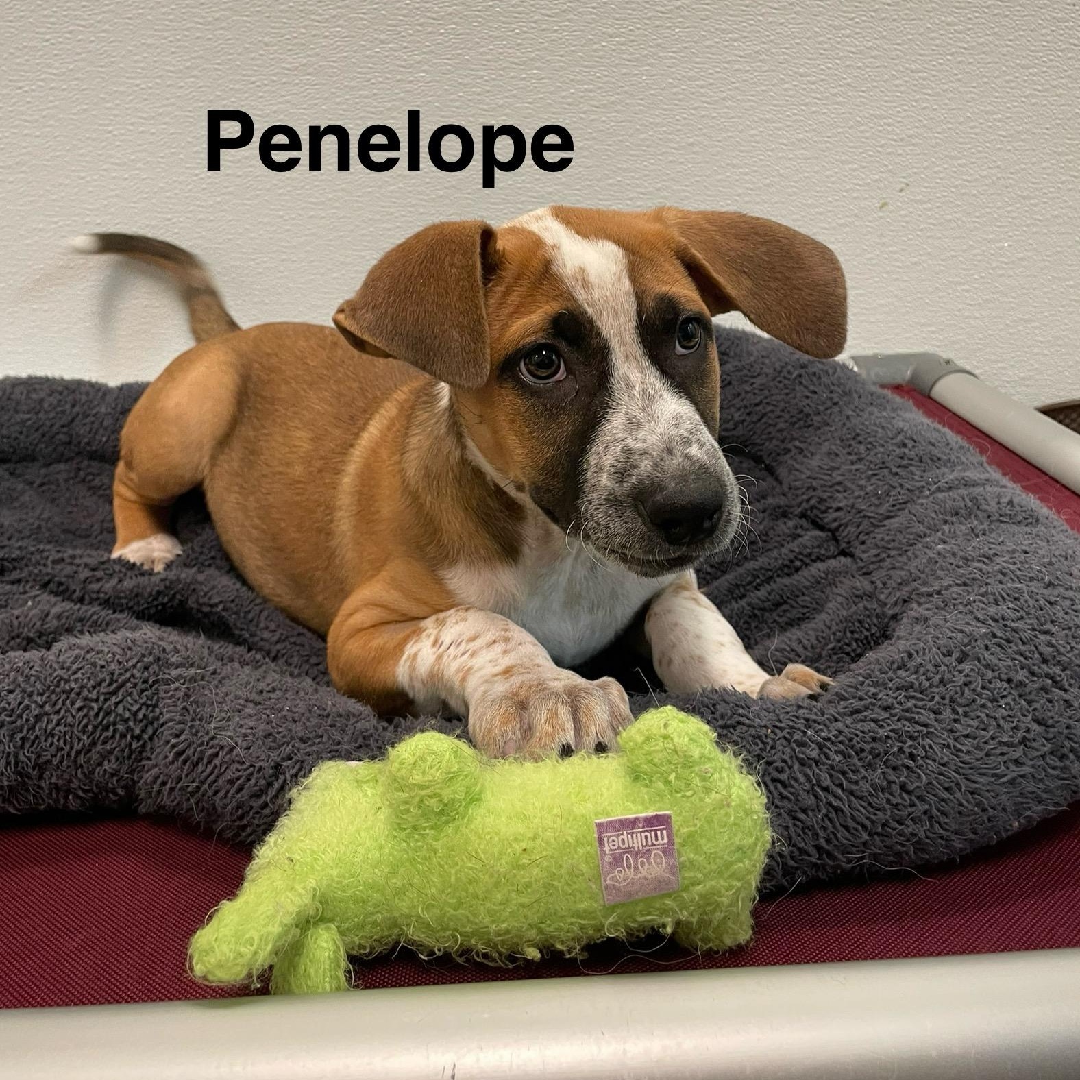 Odyssey Litter, a Adoptable mixed breed in Friday Harbor, WA image 4/5