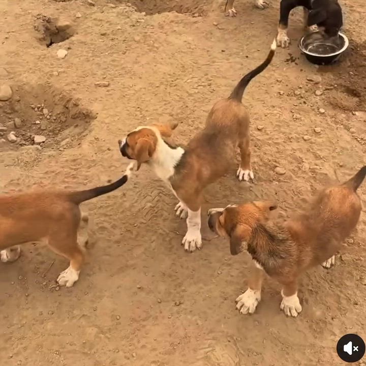 Enlarge Odyssey Litter, a Adoptable mixed breed in Friday Harbor, WA video 5/5