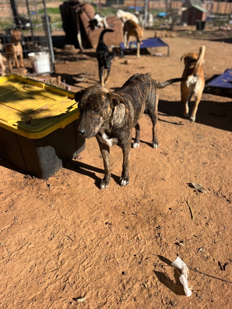 Chewie, Adoptable, Puppy Female Terrier.