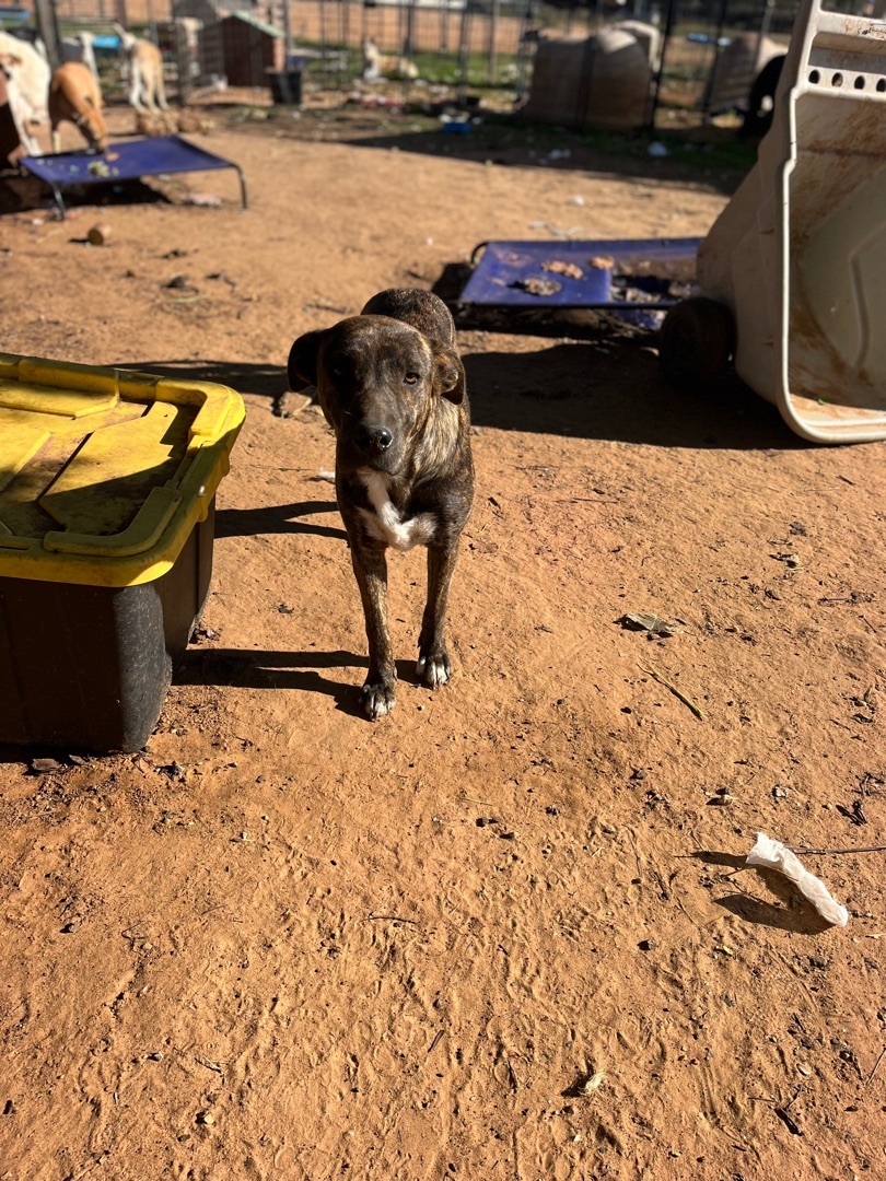 Chewie, a Adoptable mixed breed in Paradise, TX image 2/2