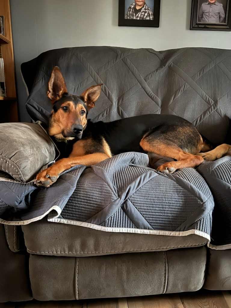 Enlarge Sprinter, a Adoptable mixed breed in Rochester, NY image 2/4