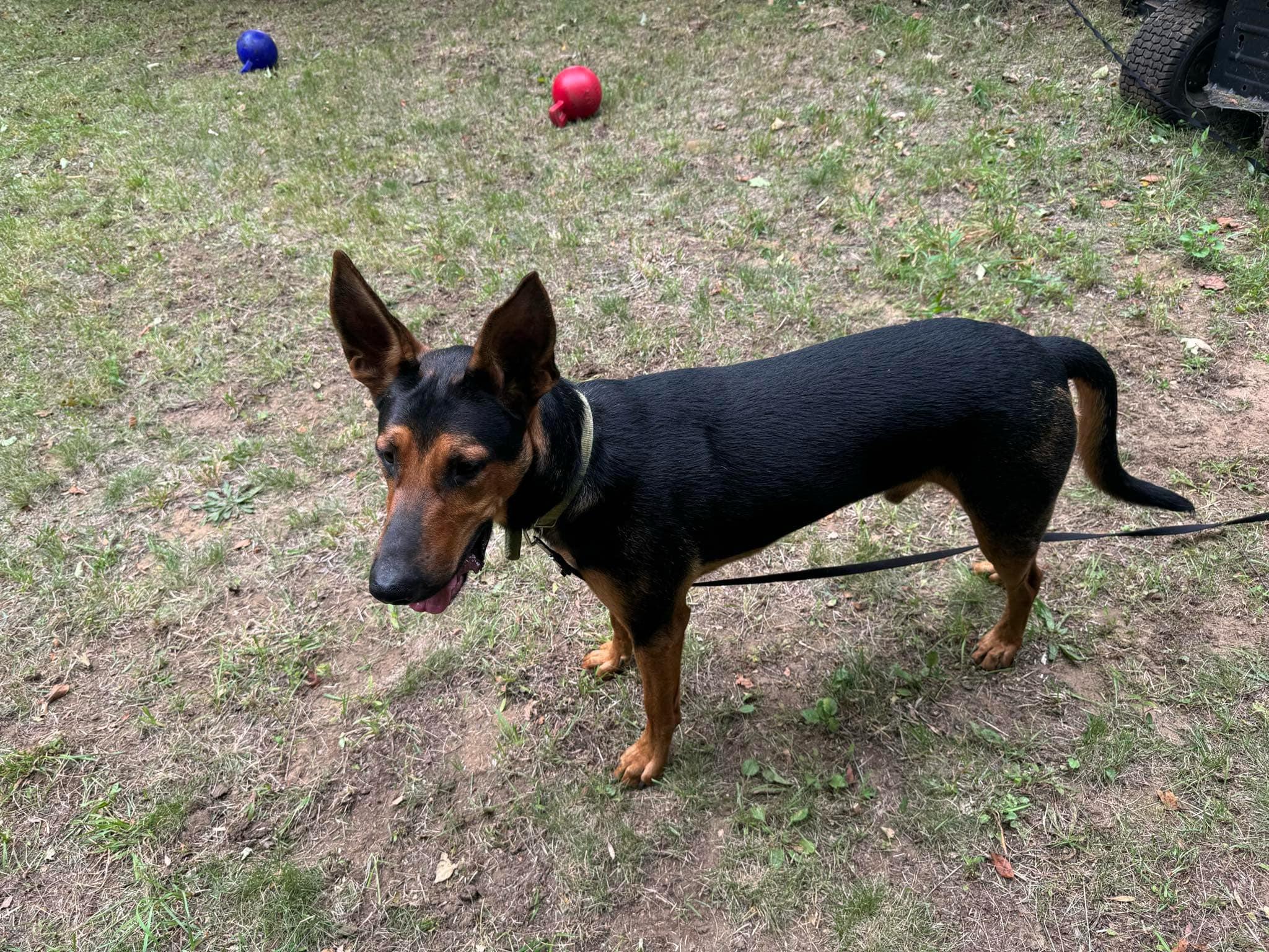 Enlarge Sprinter, a Adoptable mixed breed in Rochester, NY image 4/4