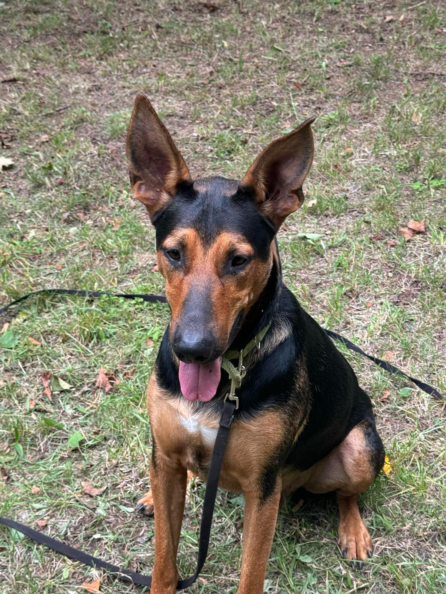 Enlarge Sprinter, a Adoptable mixed breed in Rochester, NY image 1/4