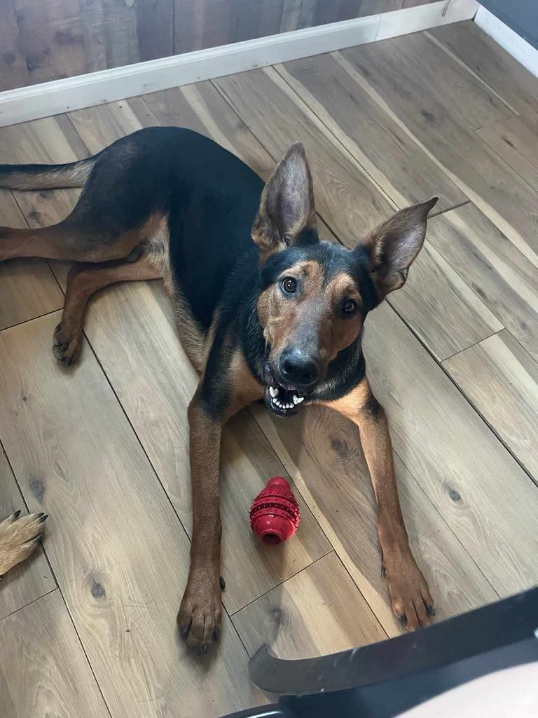 Enlarge Sprinter, a Adoptable mixed breed in Rochester, NY image 3/4