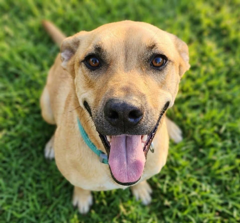 Lucy, Adoptable, Young Female Black Mouth Cur.