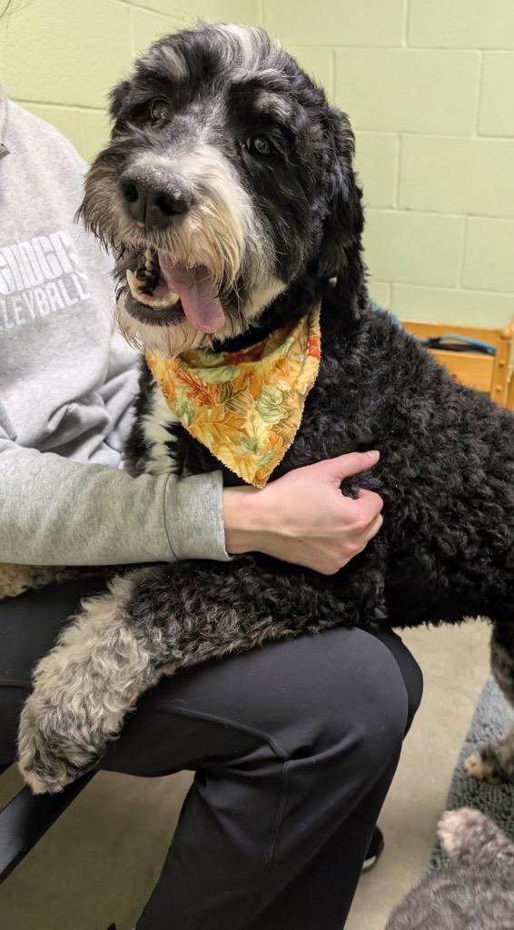 Rachel, a Adoptable mixed breed in Defiance, OH image 1/5