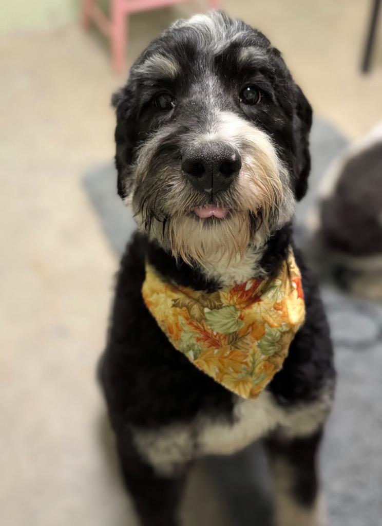 Rachel, a Adoptable mixed breed in Defiance, OH image 2/5