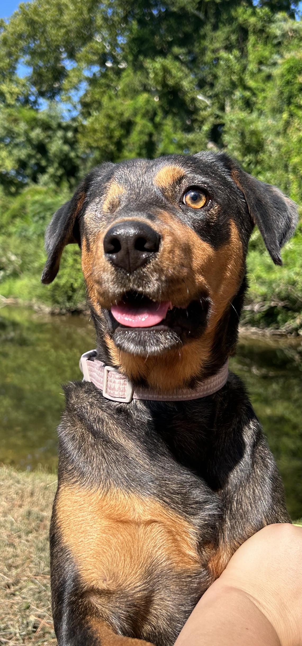 Enlarge Maddie, a Adopted mixed breed in Hot Springs, AR image 1/1