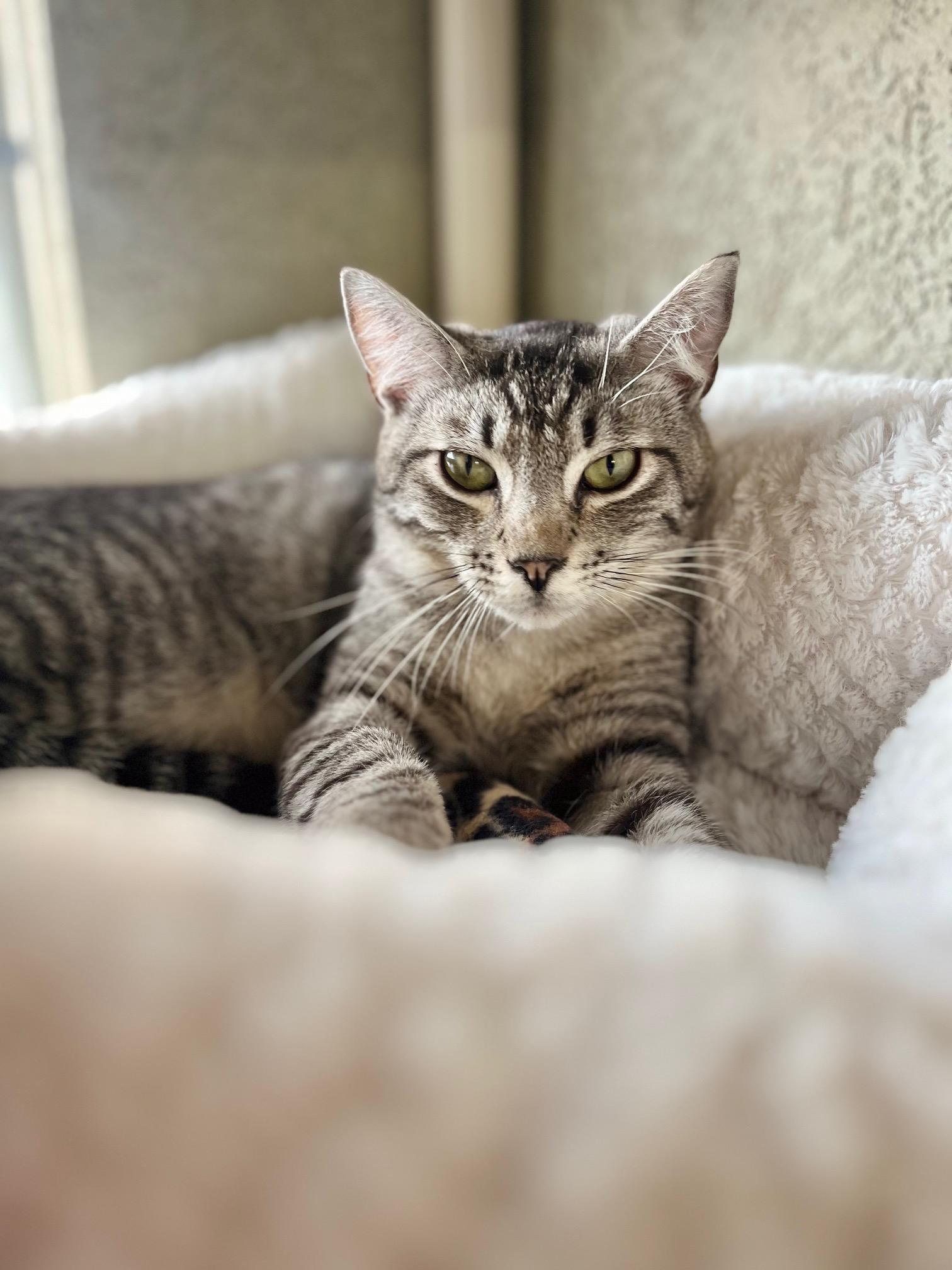 Rivers, a ADOPTABLE Domestic Short Hair in Boise, ID image 2/3