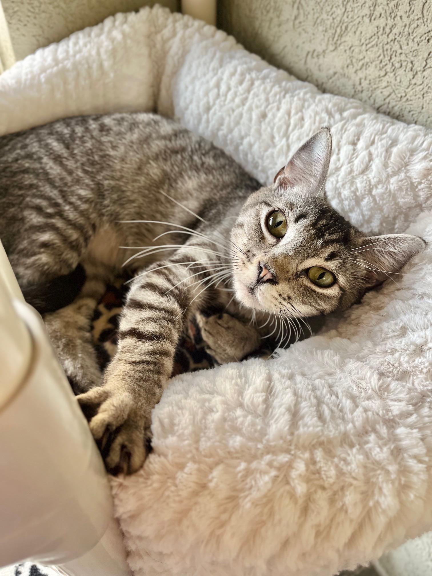 Rivers, a ADOPTABLE Domestic Short Hair in Boise, ID image 3/3