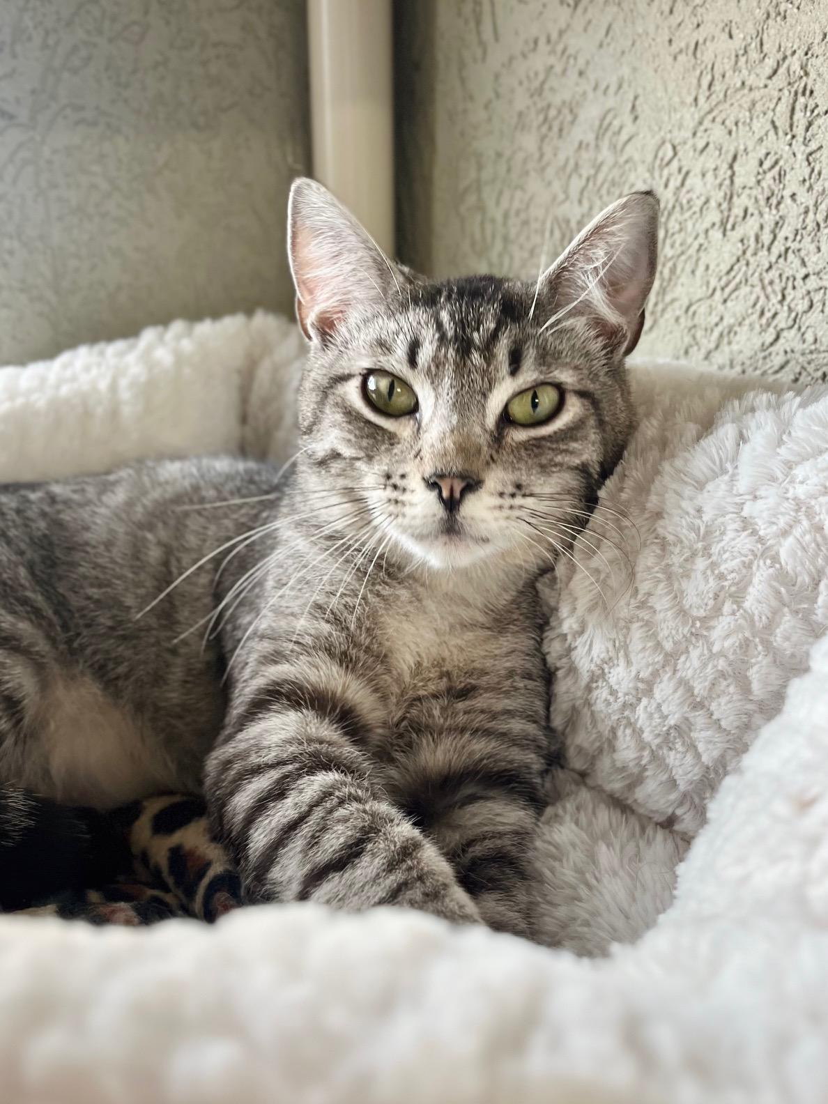 Rivers, a ADOPTABLE Domestic Short Hair in Boise, ID image 1/3