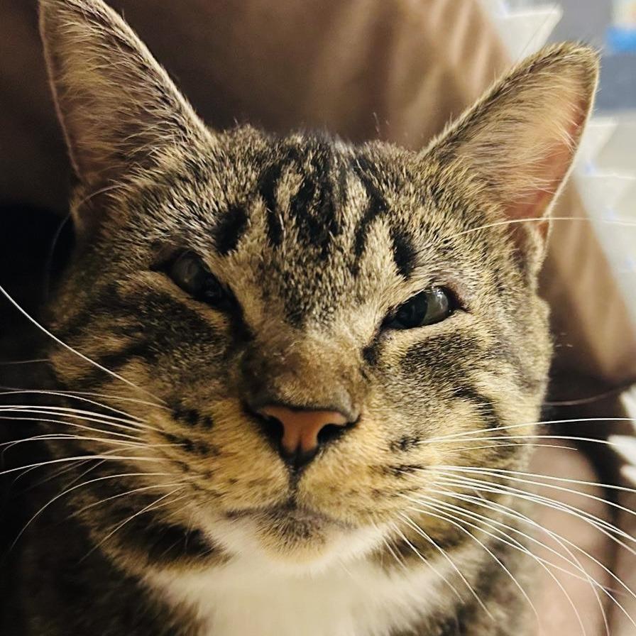 Jeri, Adoptable, Adult Female Domestic Short Hair.
