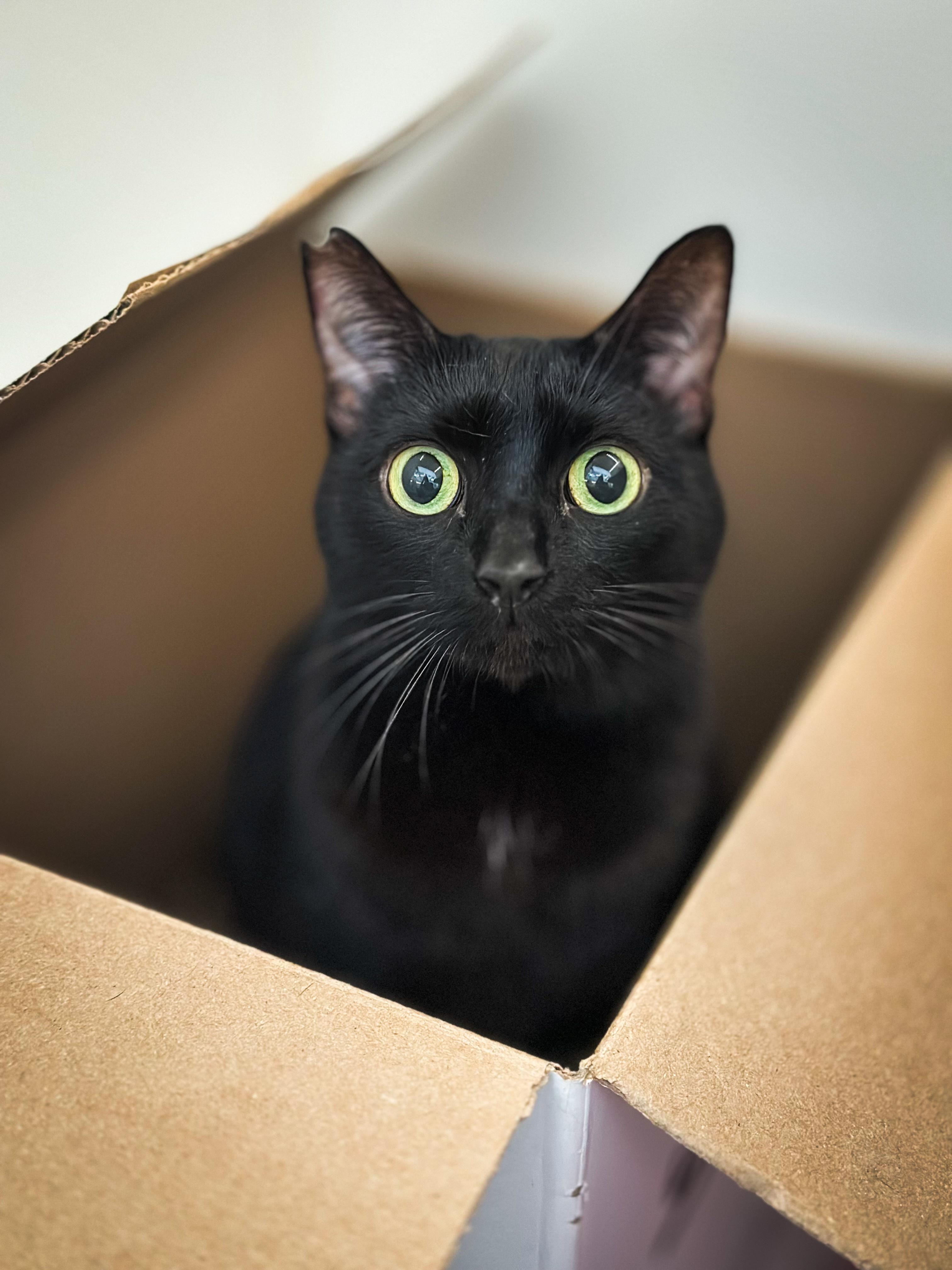 Mocha, Adoptable, Adult Female Domestic Short Hair.