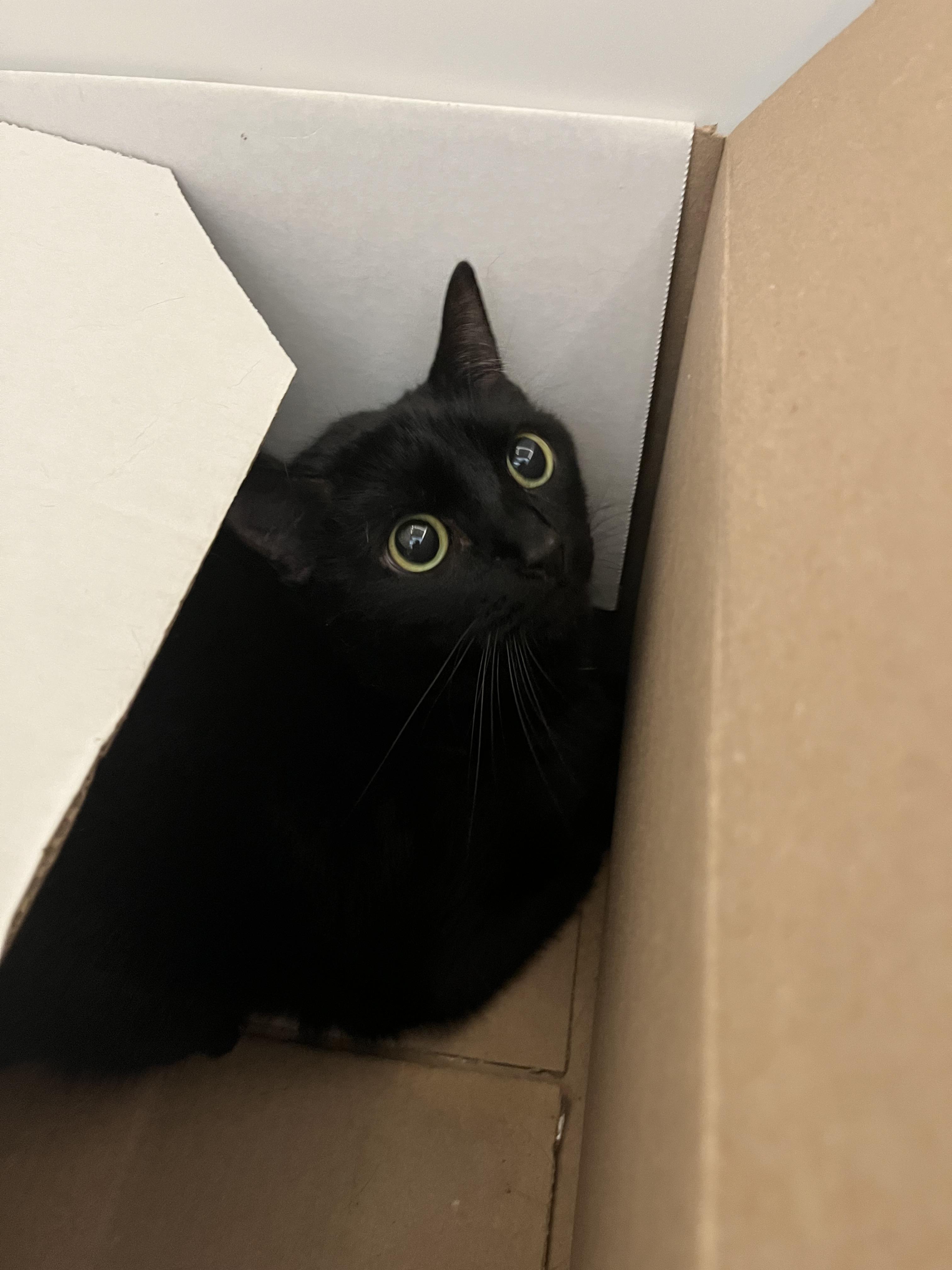 Enlarge Mocha, a Adoptable Domestic Short Hair in Honolulu, HI image 2/6