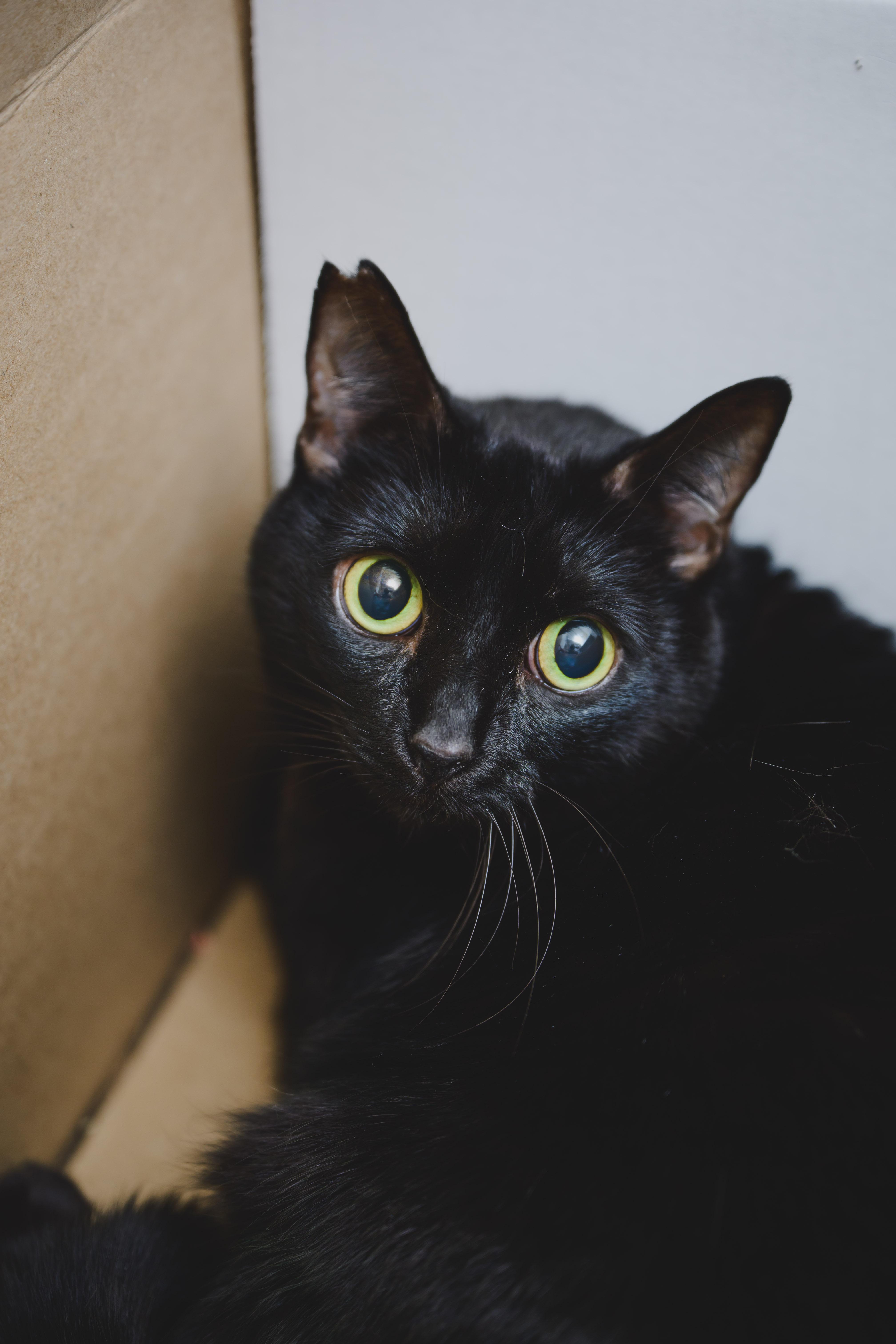 Enlarge Mocha, a Adoptable Domestic Short Hair in Honolulu, HI image 3/6