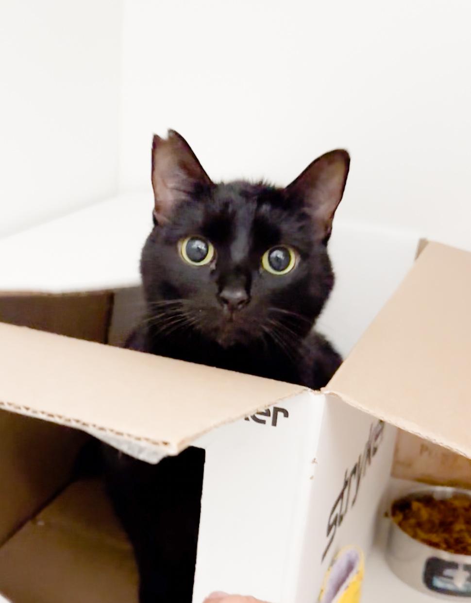 Enlarge Mocha, a Adoptable Domestic Short Hair in Honolulu, HI image 4/6