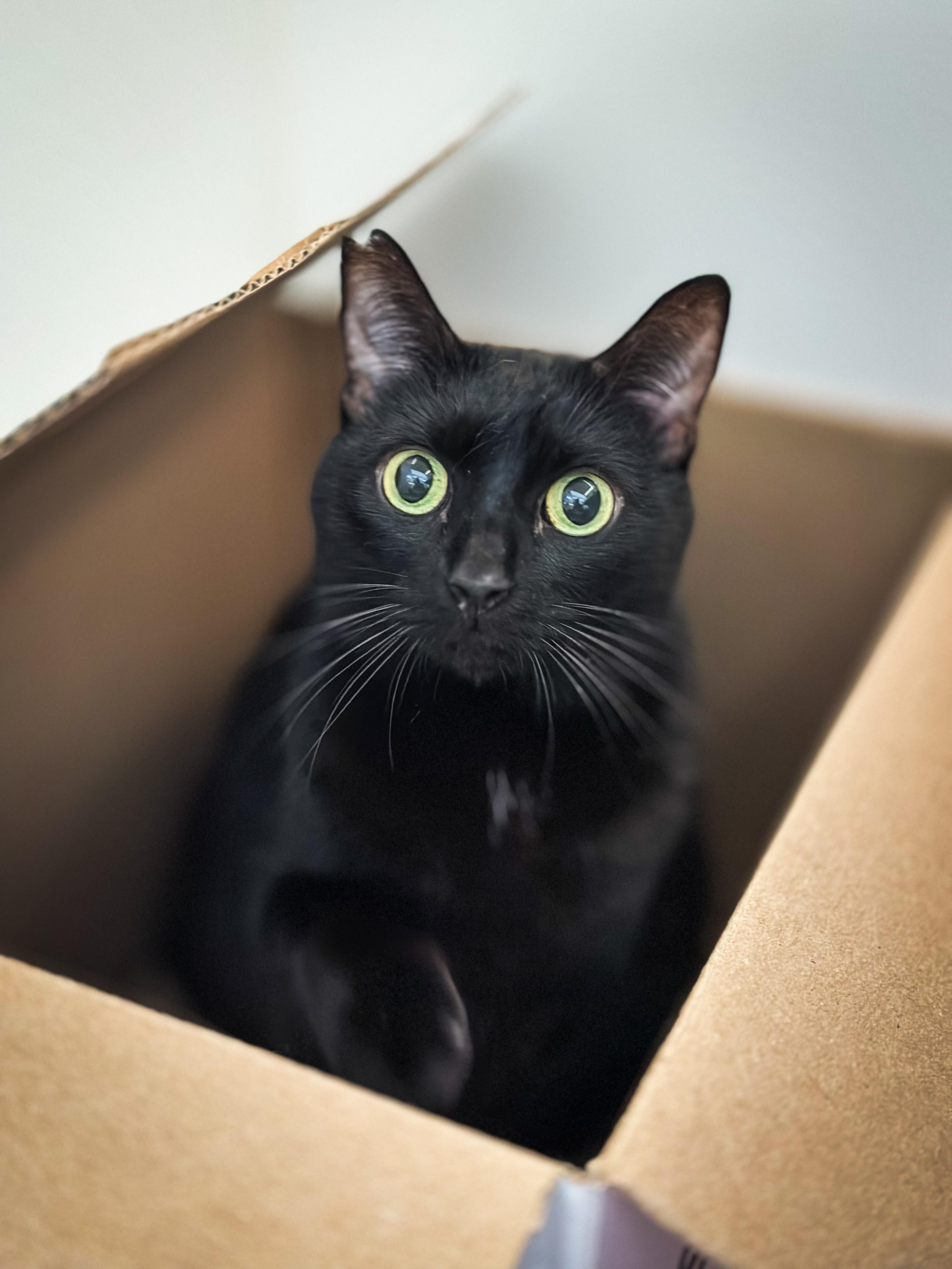 Enlarge Mocha, a Adoptable Domestic Short Hair in Honolulu, HI image 5/6