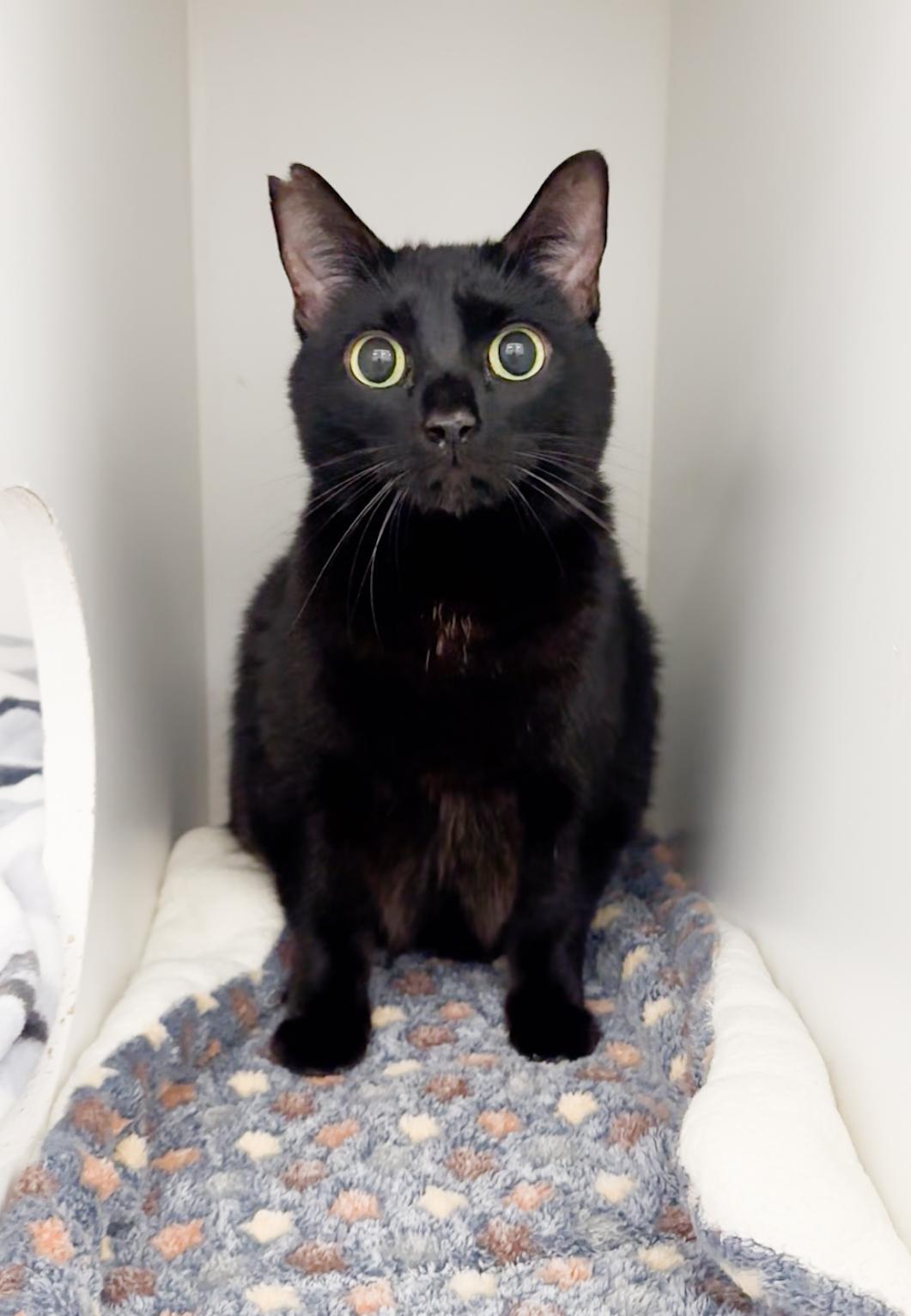 Enlarge Mocha, a Adoptable Domestic Short Hair in Honolulu, HI image 6/6