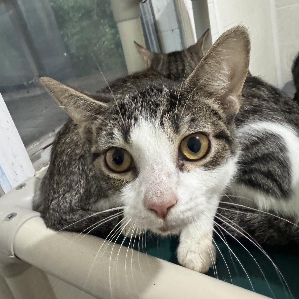 Dylan, Adoptable, Young Male Domestic Short Hair.