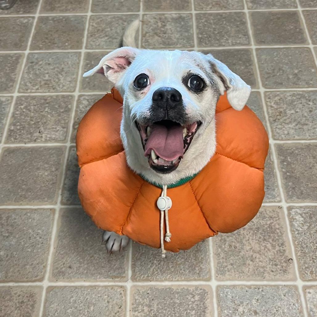 Sassy, Adoptable, Senior Female Beagle.