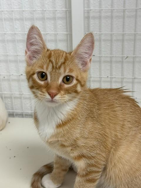 Cinco, Adopted, Young Female Domestic Short Hair.