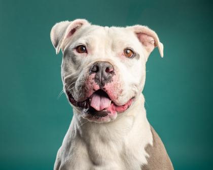 Rhino, Adoptable, Adult Male Pit Bull Terrier & Mixed Breed.