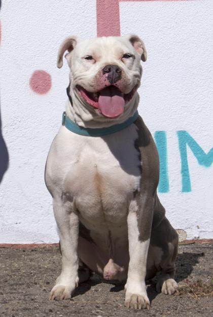 Rhino, a Adoptable mixed breed in Santa Paula, CA image 2/3