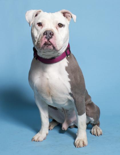 Rhino, a Adoptable mixed breed in Santa Paula, CA image 3/3