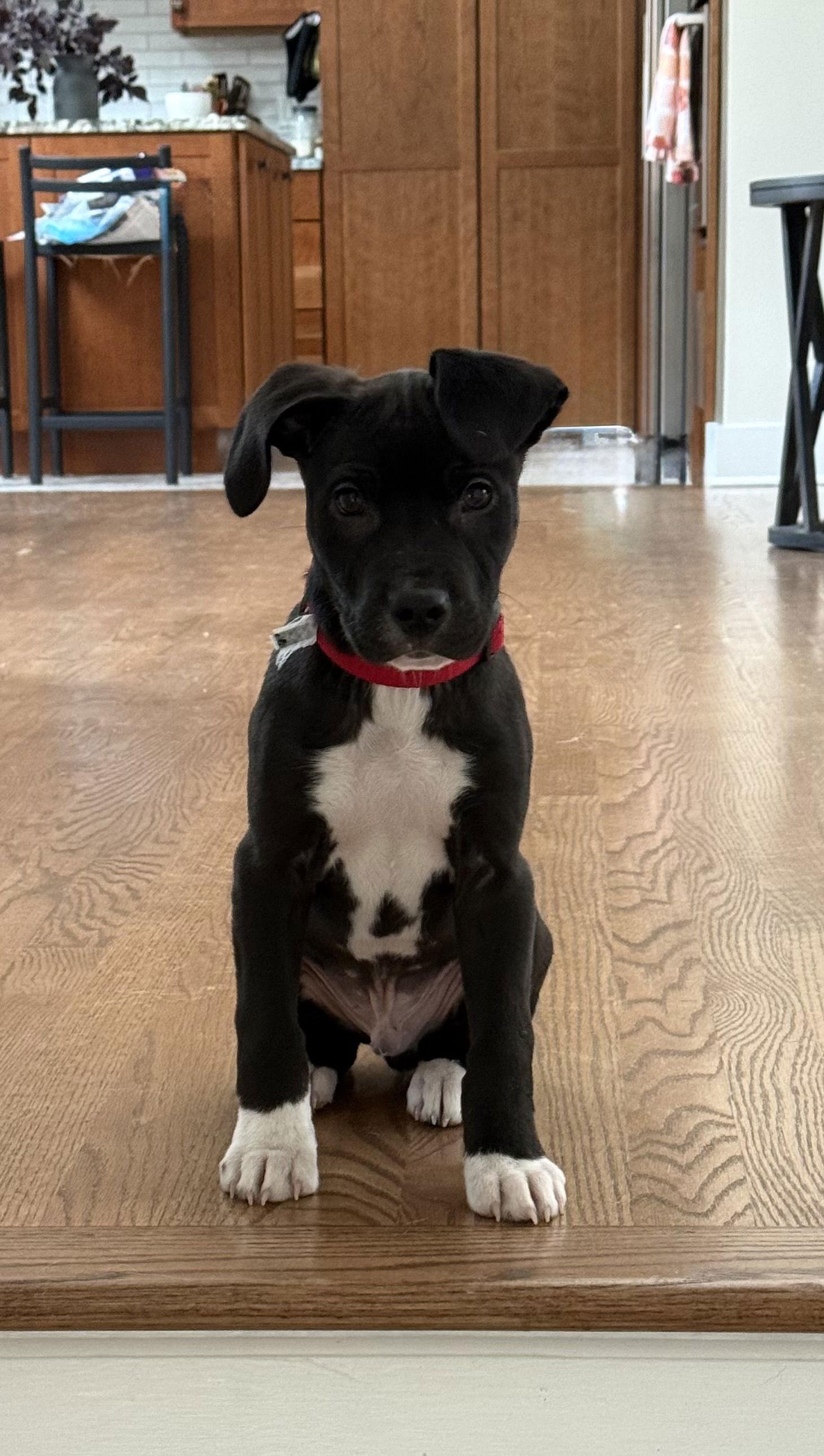 Kylo, Adoptable, Puppy Male American Bulldog & Labrador Retriever.