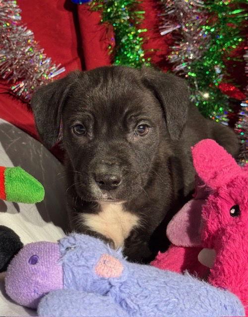 Kylo, a Adoptable mixed breed in Tarrytown, GA image 2/3