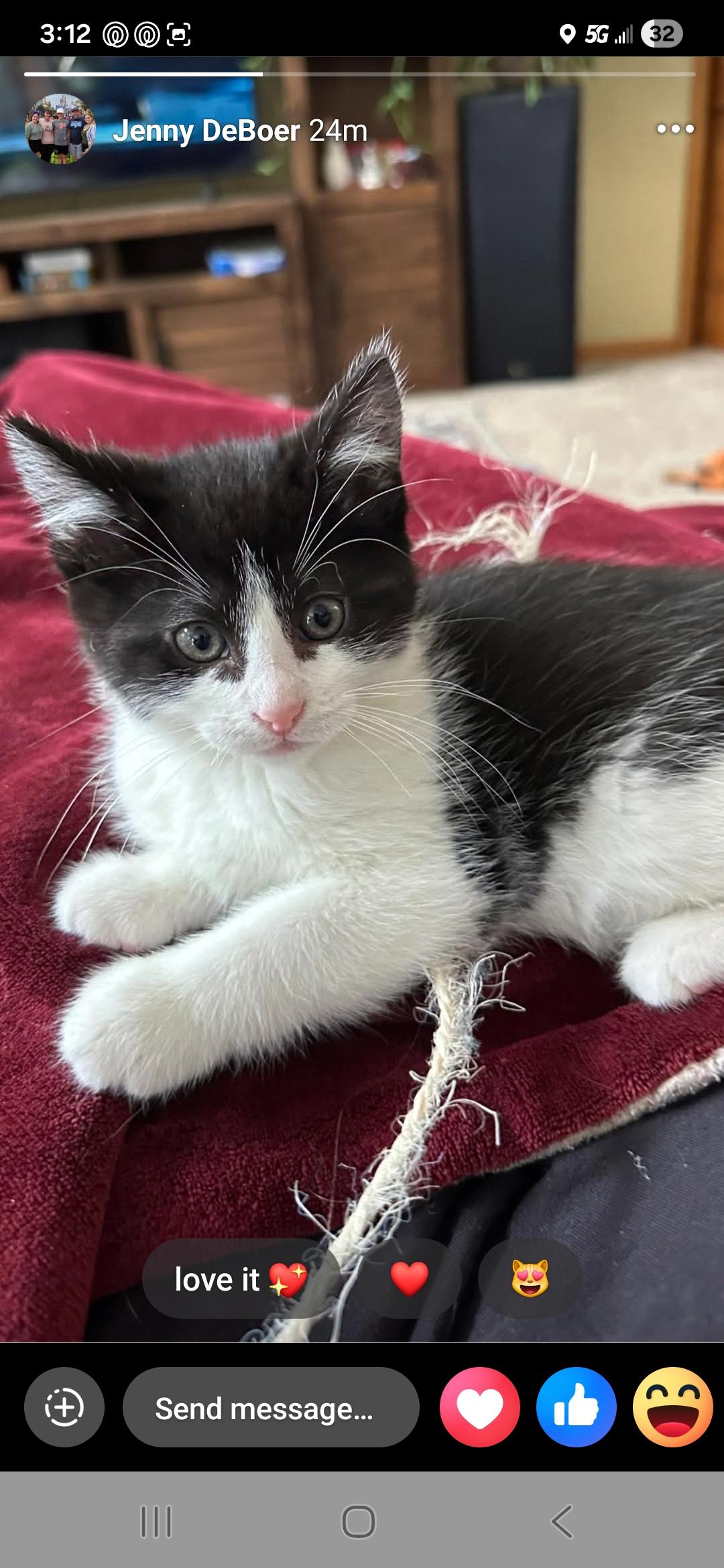 Frodo, ADOPTABLE, Kitten Male Domestic Short Hair.