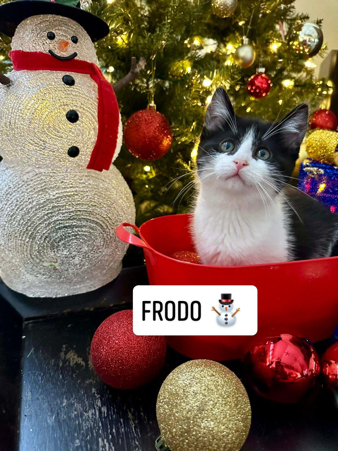Enlarge Frodo, a ADOPTABLE Domestic Short Hair in Reeseville, WI image 2/2