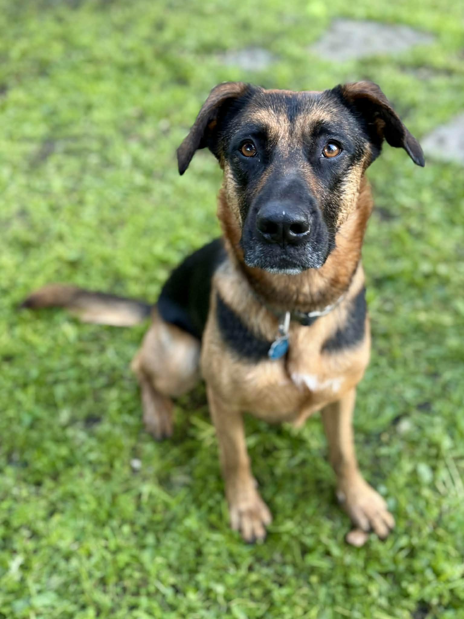 Dixie, Adoptable, Young Female German Shepherd Dog.