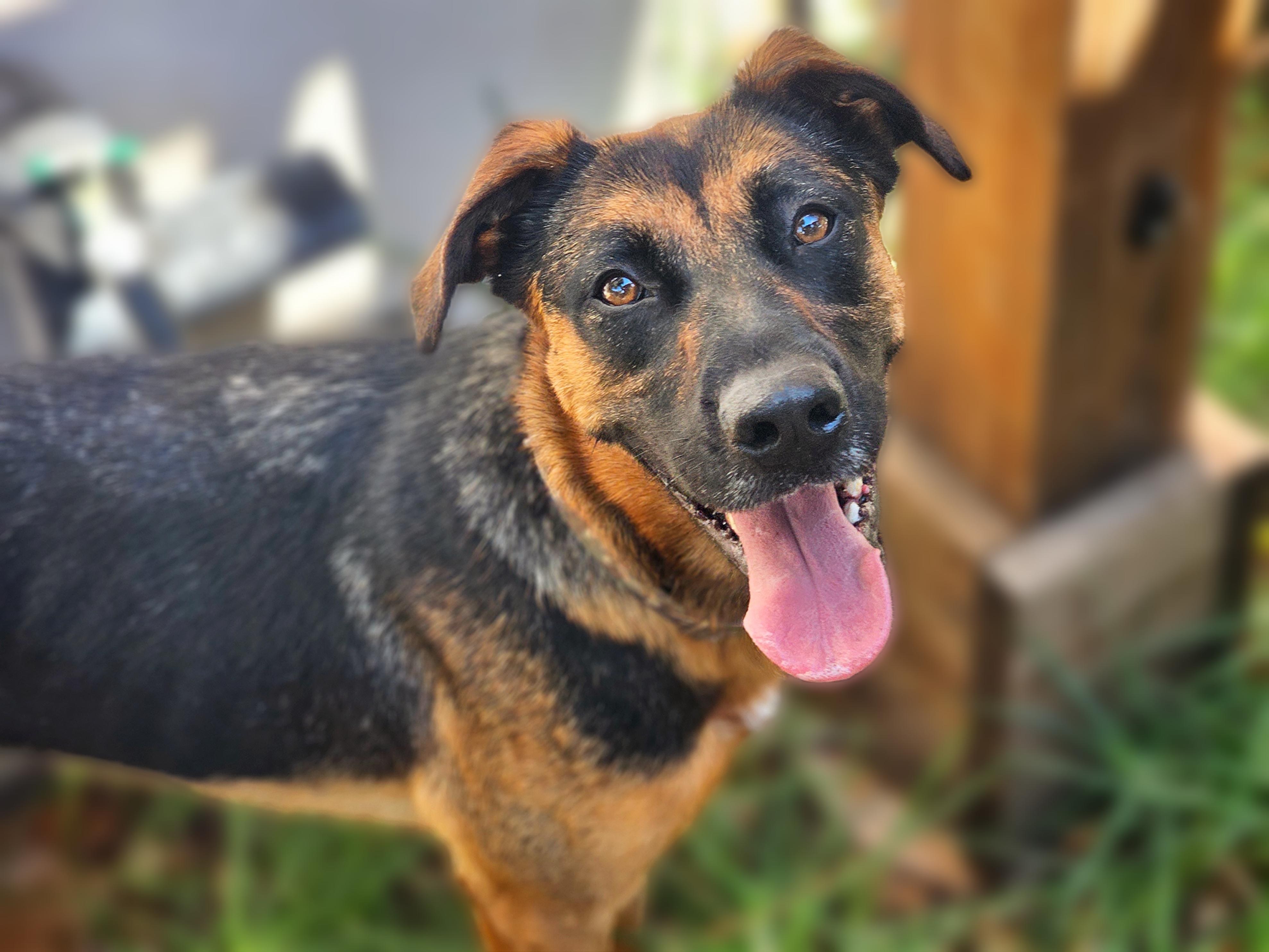 Enlarge Dixie, a Adoptable mixed breed in San Jose, CA image 2/6