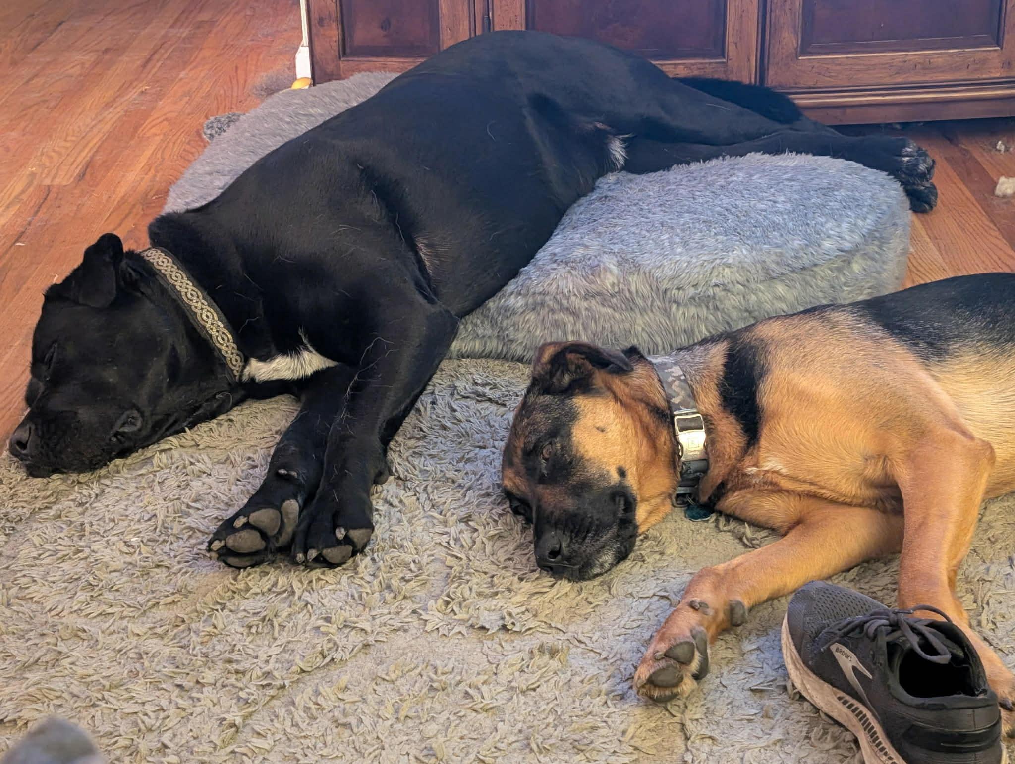 Enlarge Dixie, a Adoptable mixed breed in San Jose, CA image 5/6