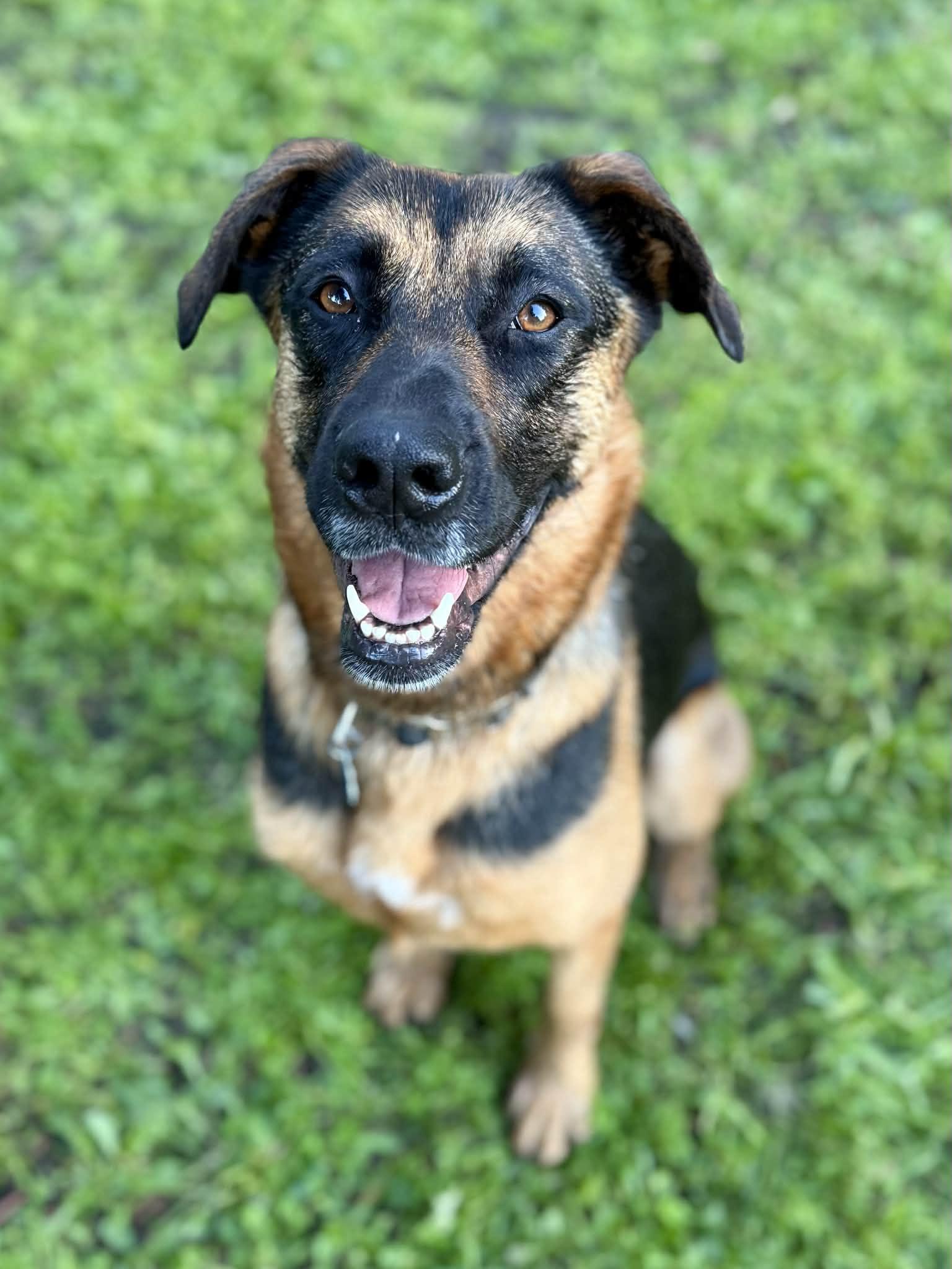 Enlarge Dixie, a Adoptable mixed breed in San Jose, CA image 6/6