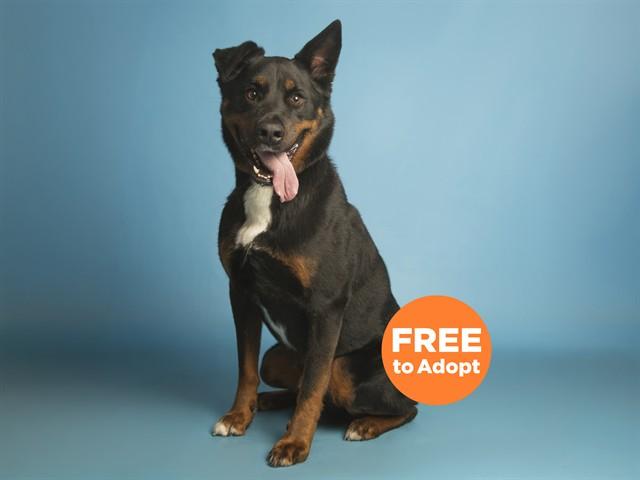 Enlarge MOOKIE, a Adoptable mixed breed in Phoenix, AZ image 1/1