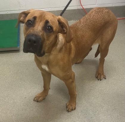 Enlarge Elphie, a ADOPTABLE mixed breed in Mount Vernon, OH image 2/2