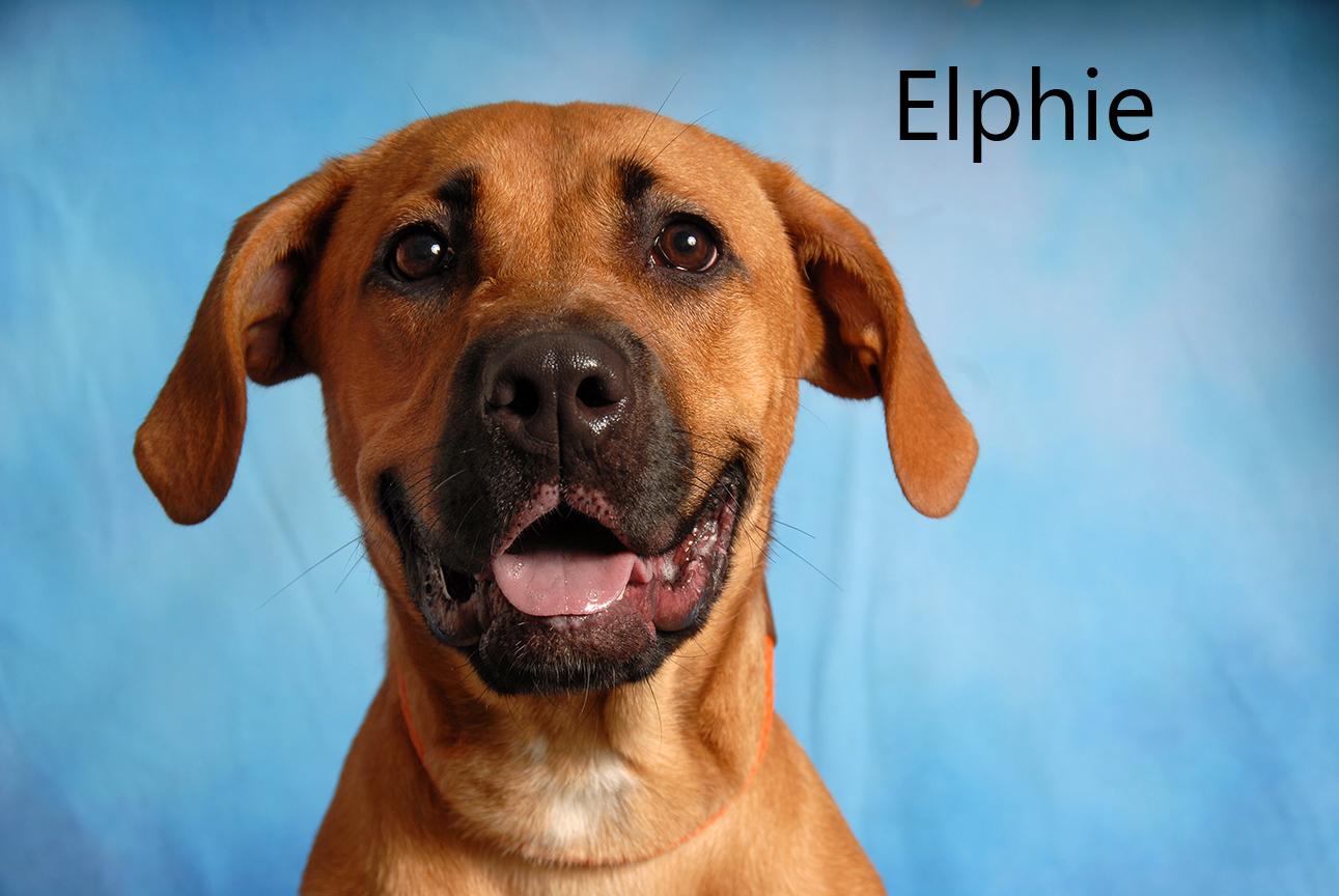 Enlarge Elphie, a ADOPTABLE mixed breed in Mount Vernon, OH image 1/2