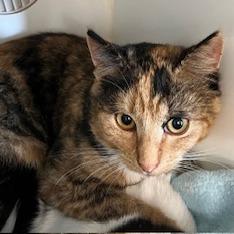 Enlarge Benita, a Adoptable Domestic Short Hair in Buellton, CA image 1/3