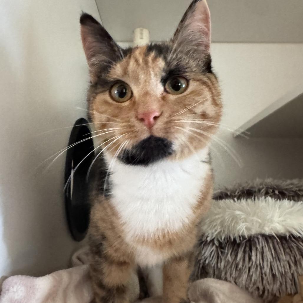 Benita, Adoptable, Young Female Domestic Short Hair.