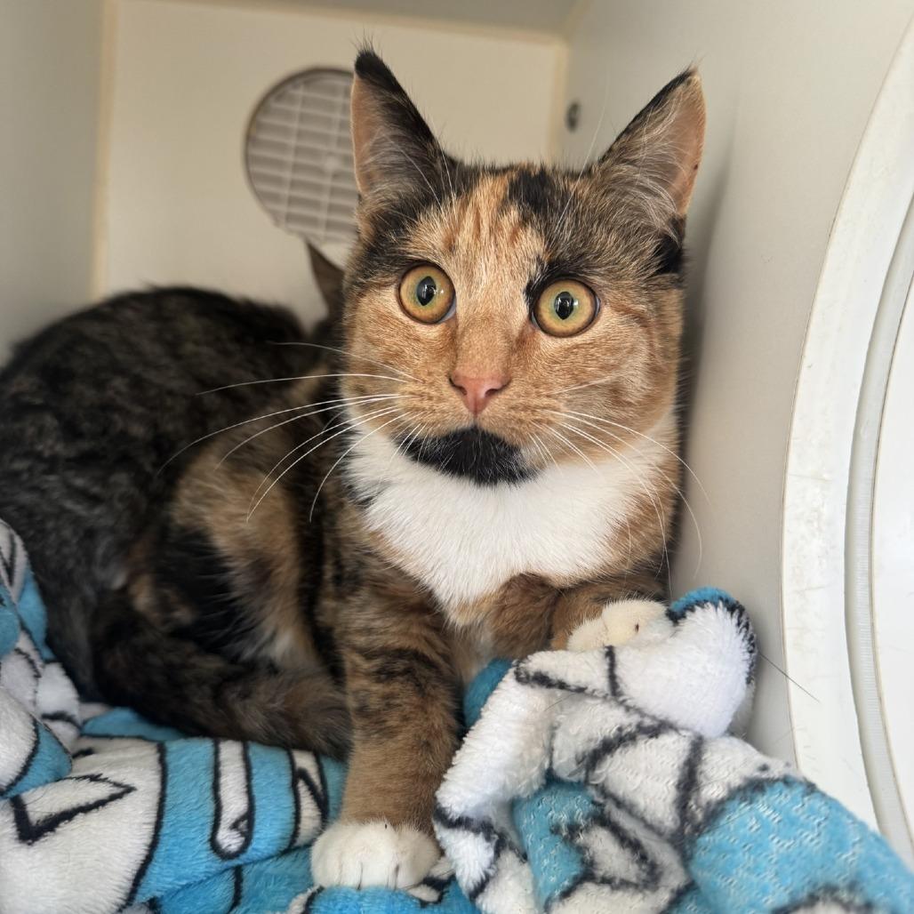 Enlarge Benita, a Adoptable Domestic Short Hair in Buellton, CA image 2/3