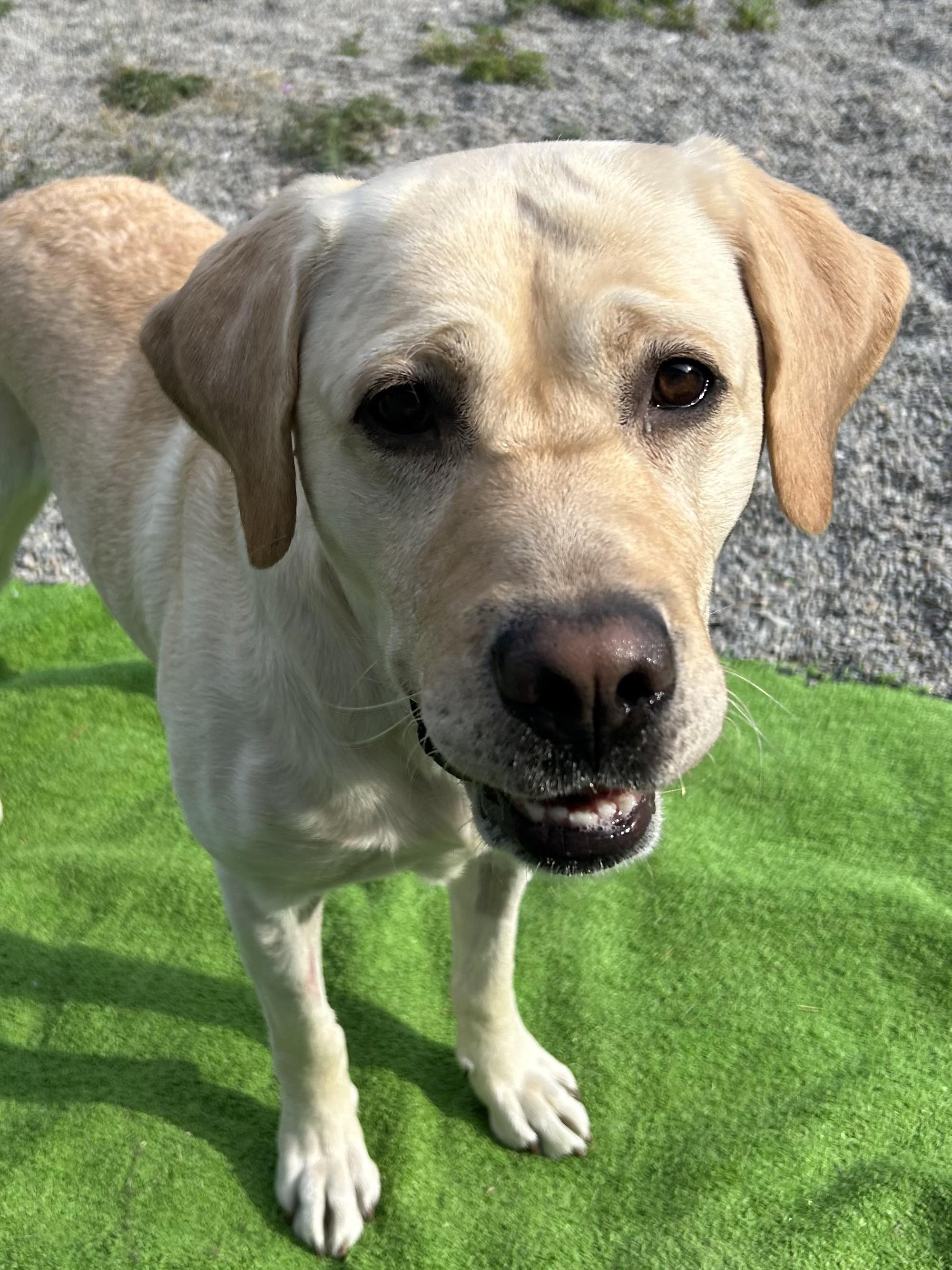 Trooper, ADOPTABLE, Adult Male Yellow Labrador Retriever.