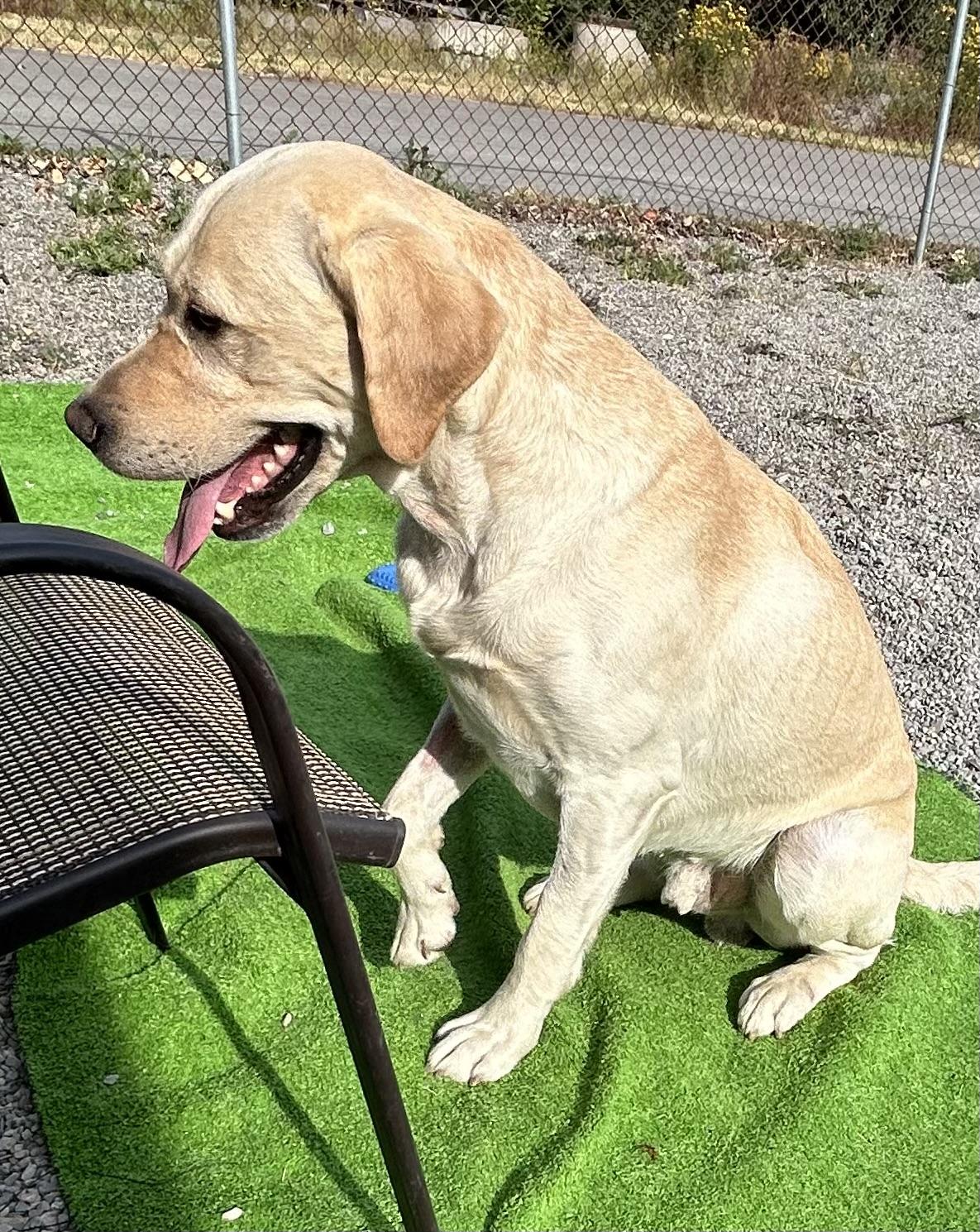 Trooper, a ADOPTABLE Yellow Labrador Retriever in Kellogg, ID image 3/3