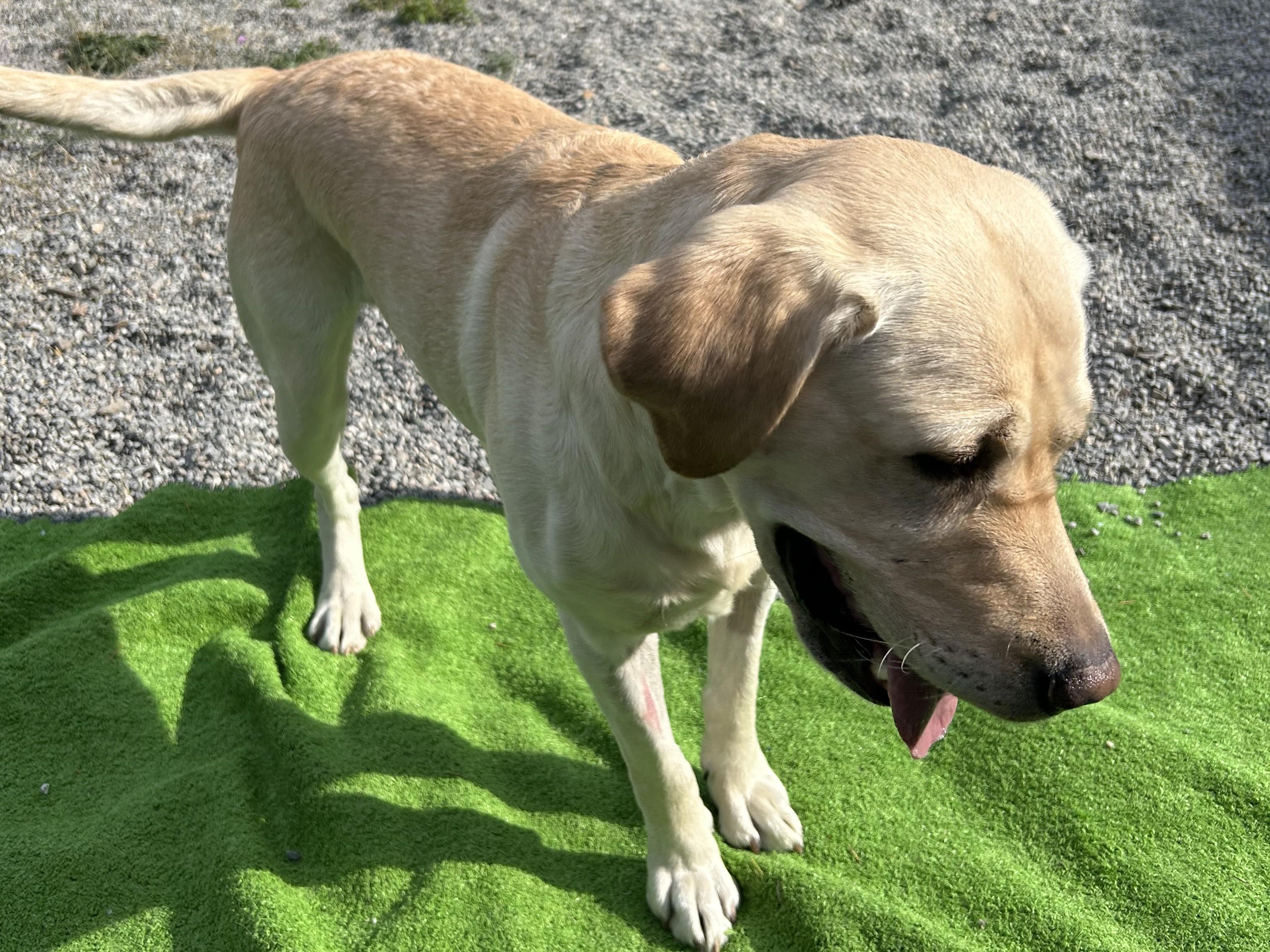 Trooper, a ADOPTABLE Yellow Labrador Retriever in Kellogg, ID image 2/3