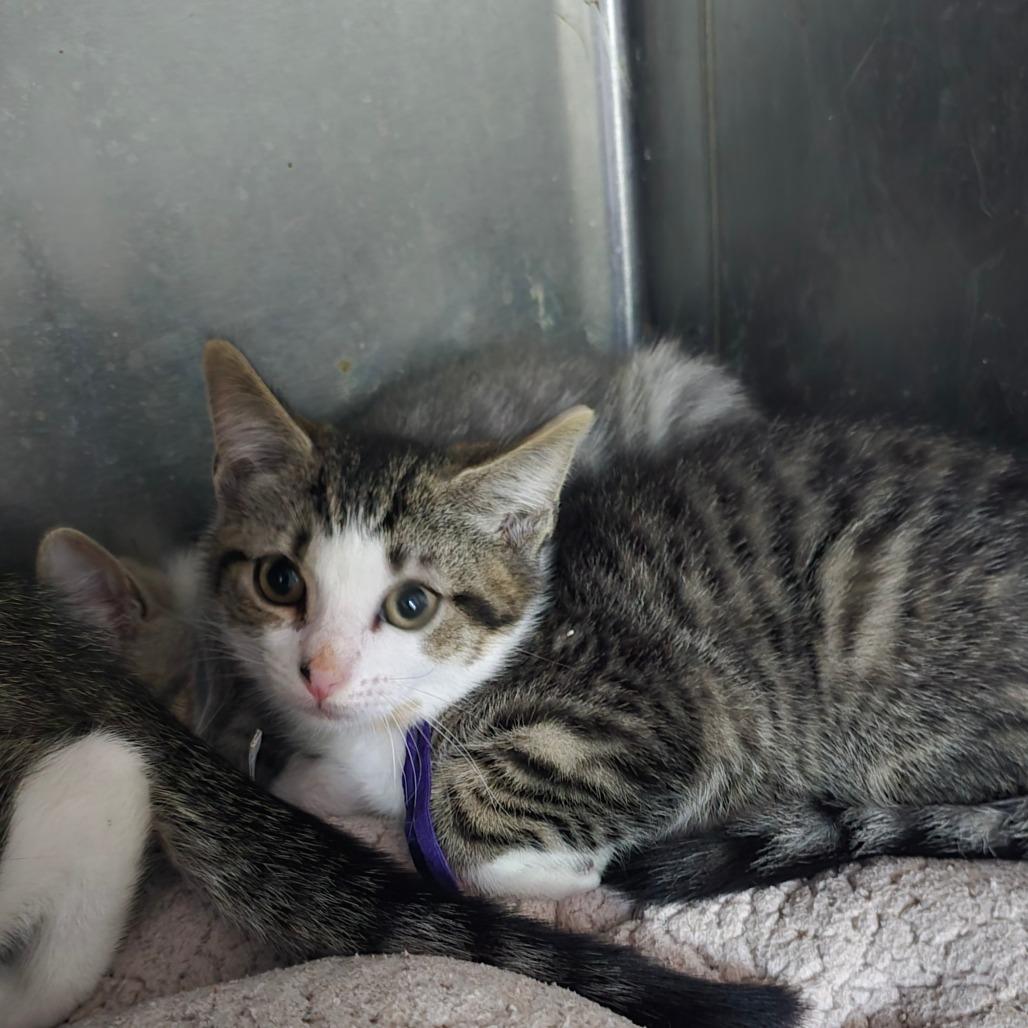 Valek, Adoptable, Young Female Domestic Short Hair.