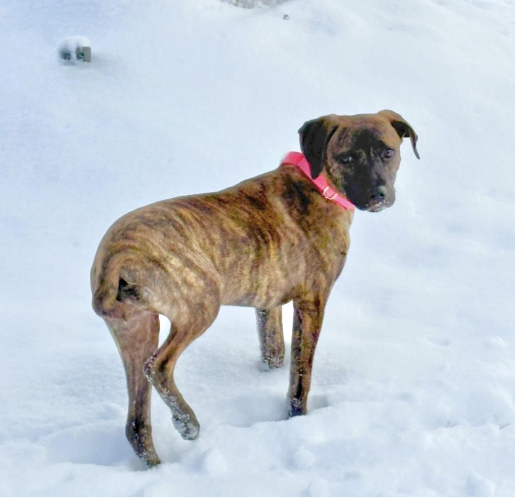 Nyla, ADOPTABLE, Young Female Plott Hound & Terrier.