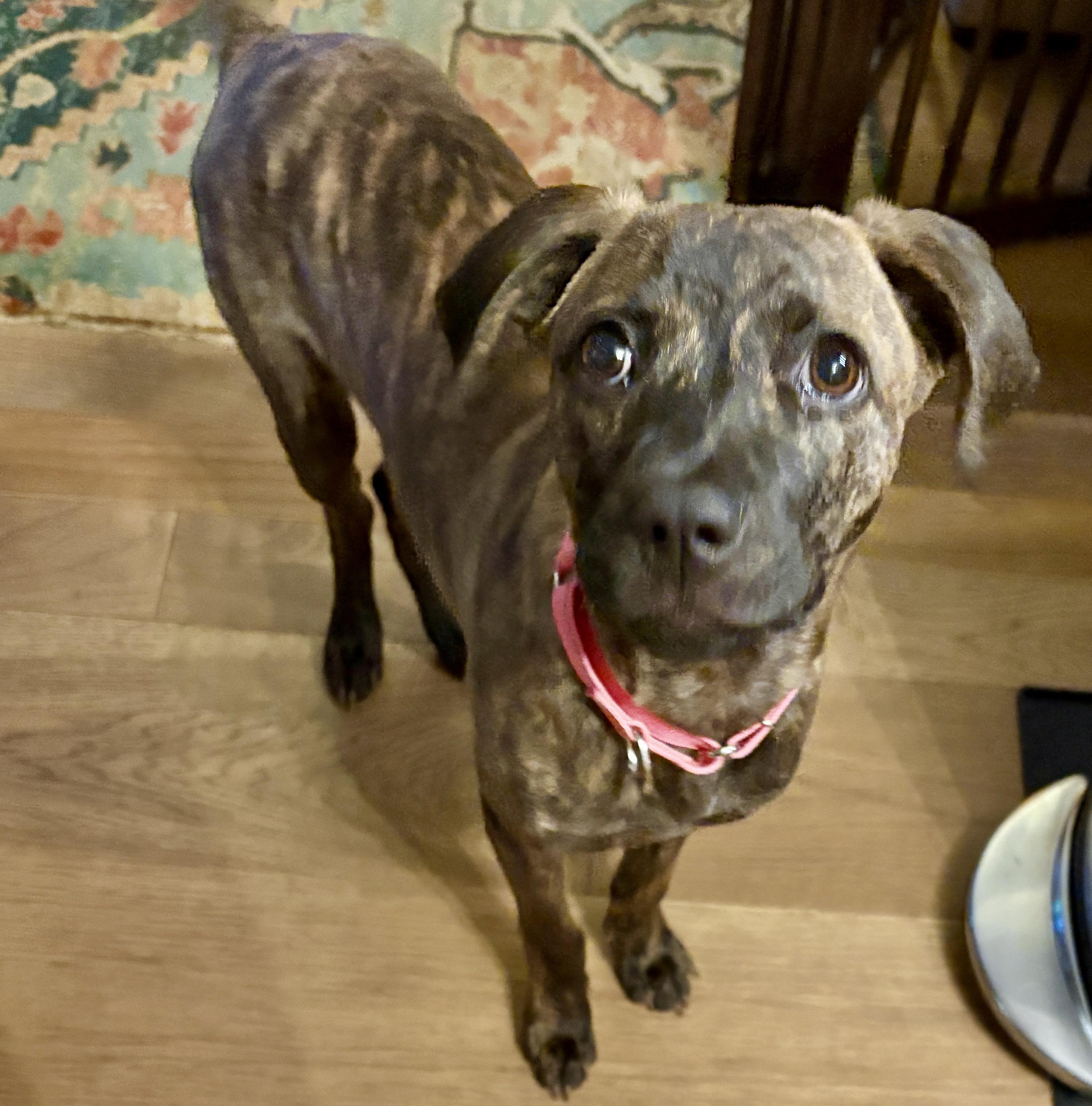 Enlarge Nyla, a ADOPTABLE mixed breed in Chatham, NJ image 2/6