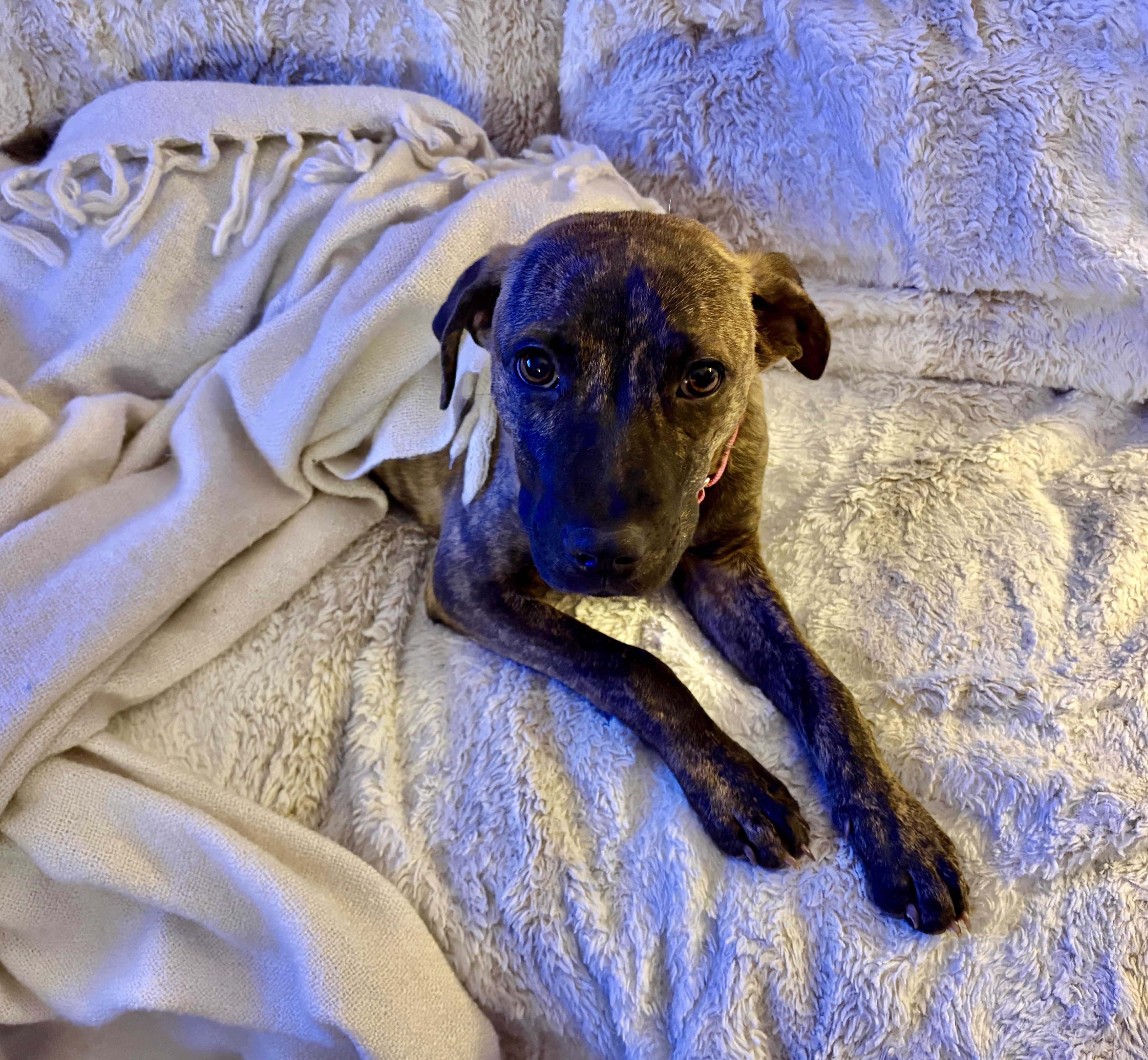 Enlarge Nyla, a ADOPTABLE mixed breed in Chatham, NJ image 5/6